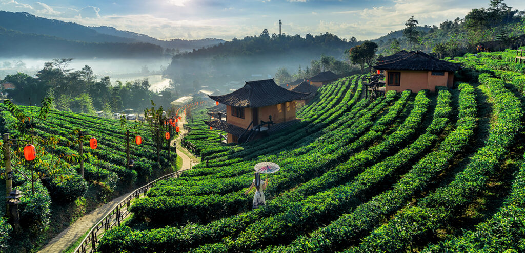 Voyage au Sri Lanka